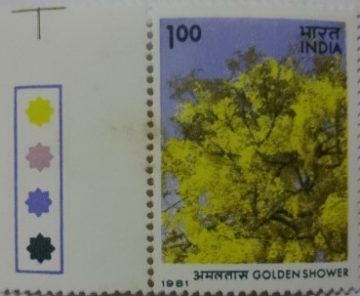 Cassia fistula Golden Shower (Hinged/Gum Wash)