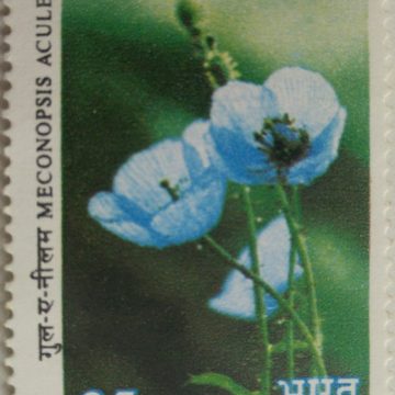 Himalayan Flowers - Blue Poppy. Wild Flower, Blue Poppy, Meconopsis aculeata, Botany, 35 P.  (Hinged/Gum washed stamp)