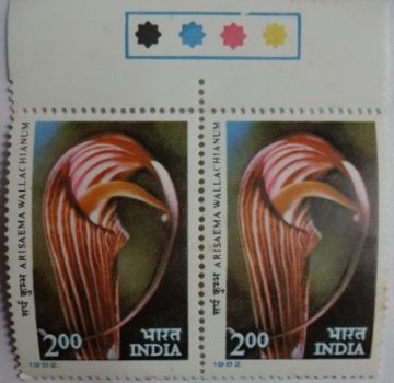 Arisaema wallachianum (Hinged/Gum Wash)