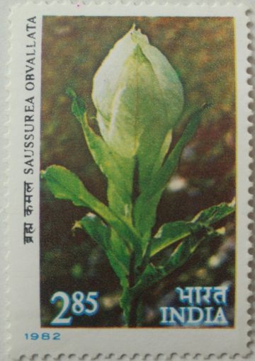 Himalayan Flowers - Saussurea obvallata , Brahma kamala  (Hinged/Gum washed stamp)