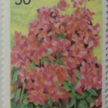 Bougainvillea - Mahara. Bougainvillea, Nyctaginaceae, Thorny Ornamental Vines, Horticulture 50 P.  (Hinged/Gum washed stamp)