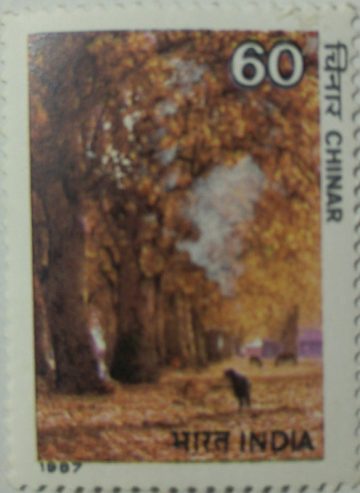 Indian Trees - latanus orientalis, chinar (Hinged/Gum washed stamp)