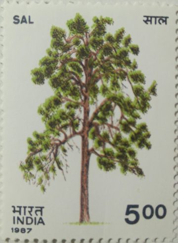 Indian Trees - Shorea robusta Roxb  (Hinged/Gum washed stamp)