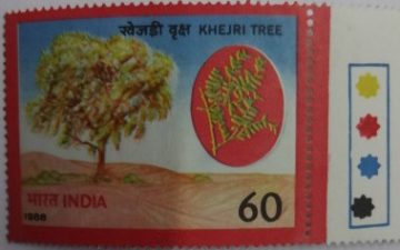 Prosopis Cineraria (Hinged/Gum Wash)