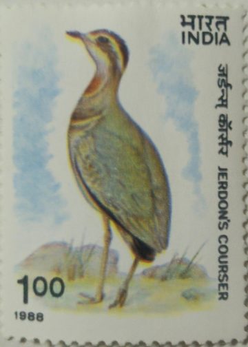 wild life week ,Cursorius Bitorquatus (Hinged/Gum washed stamp)