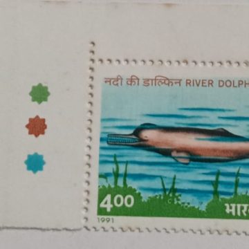 Endangered Marine MammalsPlatanista gangeticaRiver Dolphin (Hinged/Gum Wash)