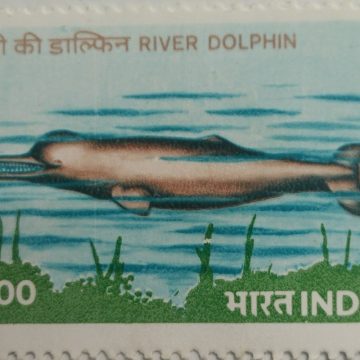Endangered Marine Mammals, Platanista gangetica, River Dolphin - MNH Stamp