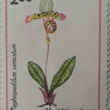 Orchids of India Orchid, Flowering Plant, Paphiopedilum venustum - MNH Stamp