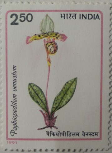 Orchids of India Orchid, Flowering Plant, Paphiopedilum venustum - MNH Stamp