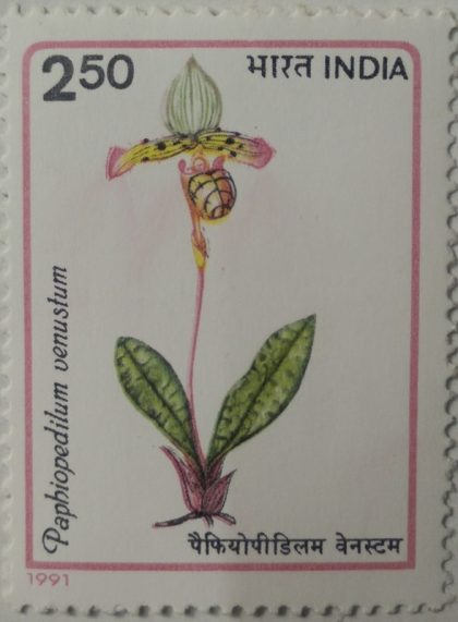 Orchids of India Orchid, Flowering Plant, Paphiopedilum venustum - MNH Stamp | Indian Postage Stamps | Indian Coins | Old Indian Currency | Rare Indian Coins | Numismatic Collection India
