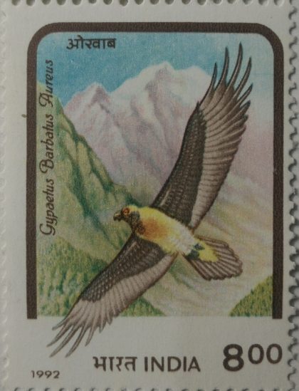 Birds of Prey. Lammergeier  (Hinged/Gum washed stamp) | Indian Postage Stamps | Indian Coins | Old Indian Currency | Rare Indian Coins | Numismatic Collection India