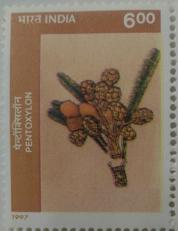Birbal Sahni Institute of Paleobotany, Pentoxylon, Recostruction- MNH Stamp