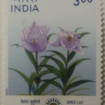 Indepex-Asiana 2000 Lilium macklinae (Hinged/Gum washed stamp)