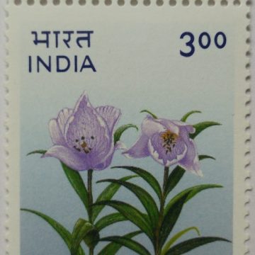 Lilium macklinae (Traffic Light Stamp)