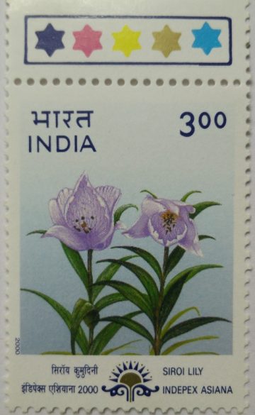 Lilium macklinae (Traffic Light Stamp)