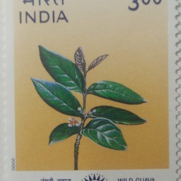 Indepex-Asiana 2000 Psidium guineense (Hinged/Gum washed stamp)