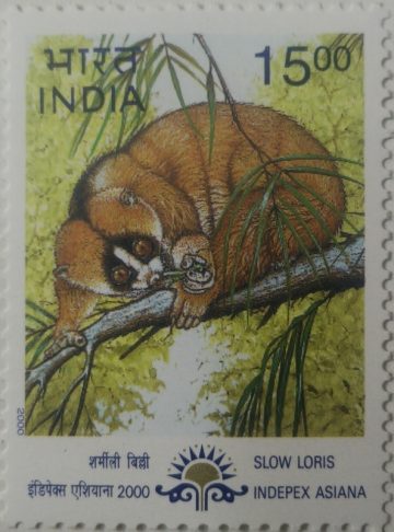 Indepex-Asiana 2000 Nycticebus coucang (Hinged/Gum washed stamp)