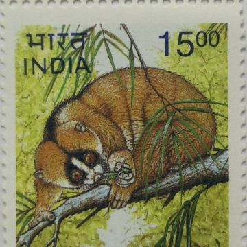 Nycticebus coucang (Traffic Light Stamp)