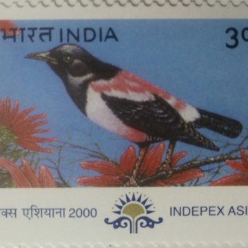 Rosy Pastor Migratory Birds Thematic Indepex Asiana 2000 Rs.3 (Hinged/Gum washed stamp)