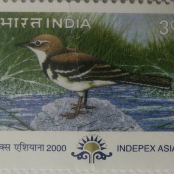 Forest Wagtail Migratory Birds Thematic Indepex Asiana 2000 Rs.3 (Hinged/Gum washed stamp)