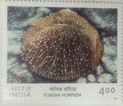 Corals of India , Mushroom Coral (Fungia Horrida)  (Hinged/Gum washed stamp) | Indian Postage Stamps | Indian Coins | Old Indian Currency | Rare Indian Coins | Numismatic Collection India