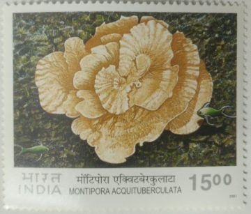 Corals of India ,Velvet Coral (Acropora Formosa)  (Hinged/Gum washed stamp)