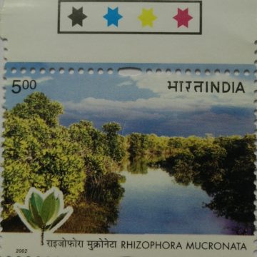Rhizophora mucronata (Traffic Light Stamp)