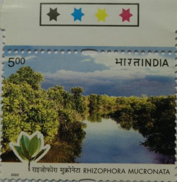 Rhizophora mucronata (Traffic Light Stamp)