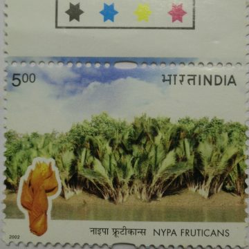 Nypa fruticans (Hinged/Gum Wash)