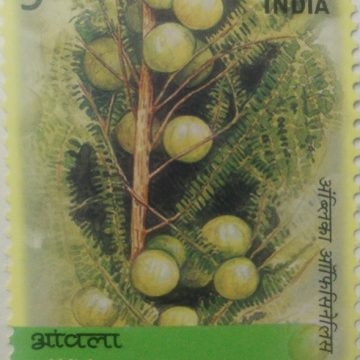 Medicinal Plants of India,Amla (Hinged/Gum washed stamp)