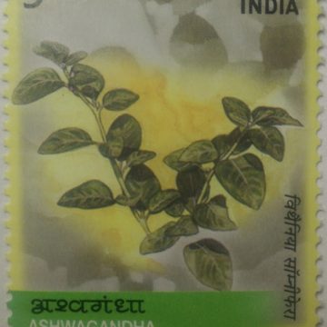 Medicinal Plants of India, Ashwagandha (Hinged/Gum washed stamp)