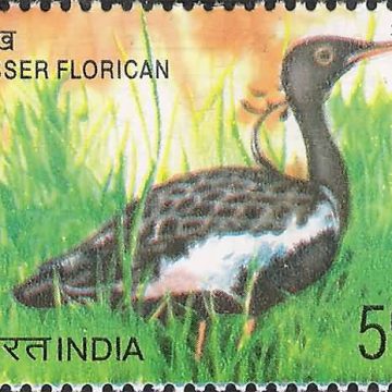 Endangered Birds of India, Lesser Florican, Sypheotides indica (Hinged/Gum washed stamp)