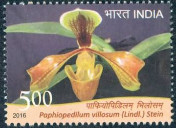 orchids of India ; Esmeralda Paphiopedilum villosum - MNH Stamp