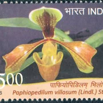orchids of India ; Esmeralda Paphiopedilum villosum - MNH Stamp