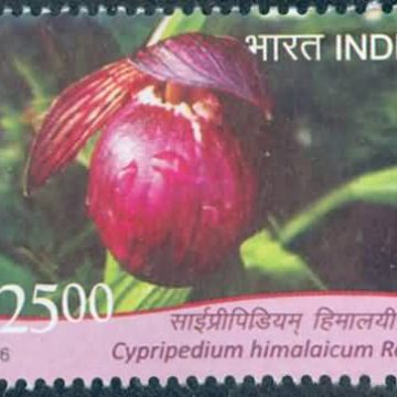 orchids of India ; Esmeralda Cypripedium himalaicum - MNH Stamp