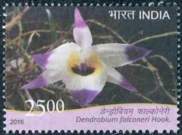 orchids of India ; Esmeralda Dendrobium falconeri  - MNH Stamp
