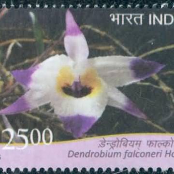 orchids of India ; Esmeralda Dendrobium falconeri  - MNH Stamp