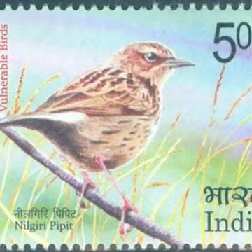 Vulnerable Birds. Nilgiri pipit - MNH Stamp