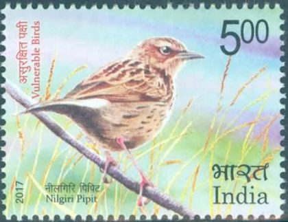 Vulnerable Birds. Nilgiri pipit - MNH Stamp | Buy Indian Postage Stamps | Philately India