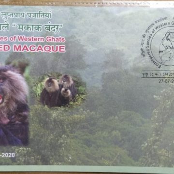 Lion-Tailed Macaque (Special Cover)