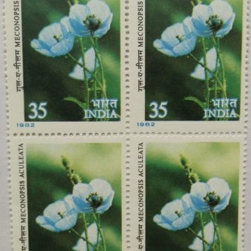 Himalayan Flowers - Blue Poppy. Wild Flower, Blue Poppy, Meconopsis aculeata, Botany, 35 P. (Hinged Block of 4)