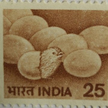 6th Series Poulty -25(Df)