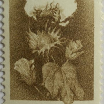 6th Series Hybrid Cotton -Rs.1(Df)