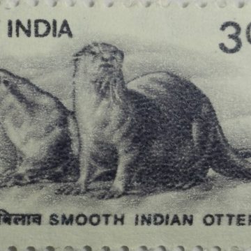 9th Series Smooth Indian Otter -Rs.3(Df)