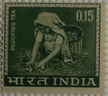 4th Series Tea Plucking -15p(Df)