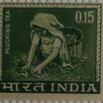 4th Series Tea Plucking -15p(Df)