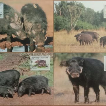 World Wide Fund For Nature Giant Forest Hog Set of 4 (Maxim Card)