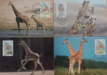 World Wide Fund For Nature Rotschild' S Giraffe Set of 4 (Maxim Card)