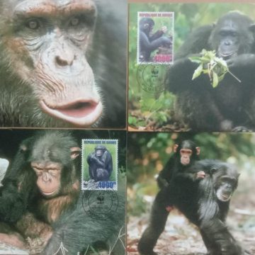 World Wide Fund For Nature Western Chimpanzee   Set of 4 (Maxim Card)