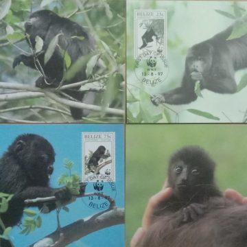 World Wide Fund For Nature Blacck Howler Monkey  Set of 4 (Maxim Card)